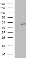 N Cadherin Antibody