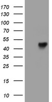 N Cadherin Antibody