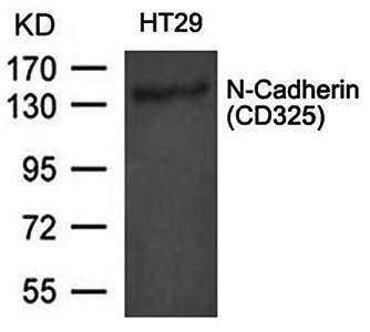 N-Cadherin(CD325) Antibody