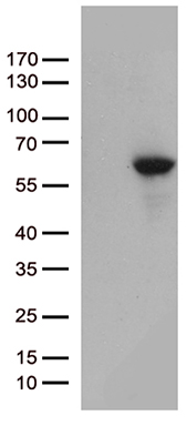 NMI Antibody