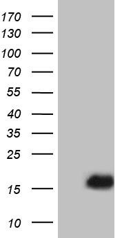 NMI Antibody