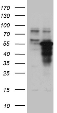 MYCN Antibody