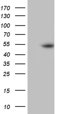 MYCN Antibody