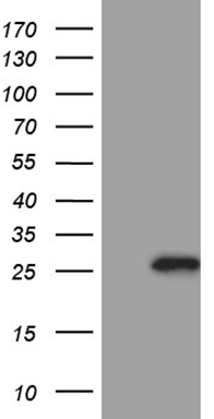 MYCN Antibody