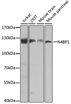 N4BP1 antibody