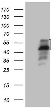 N4BP2L2 Antibody