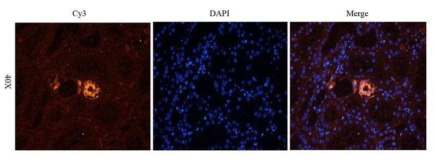 N Cadherin antibody