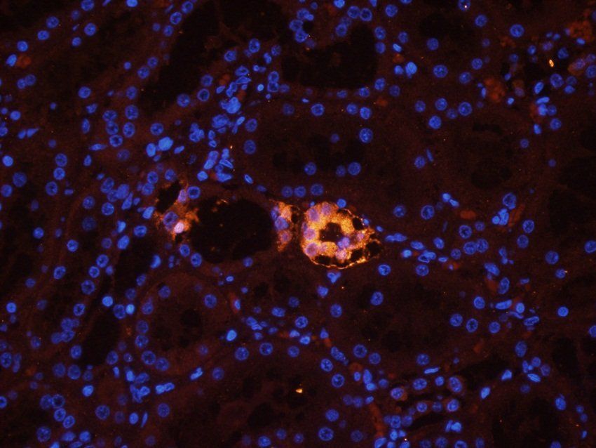 N Cadherin antibody