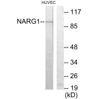 NAA15 Antibody