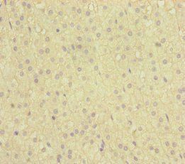 NAA25 Antibody