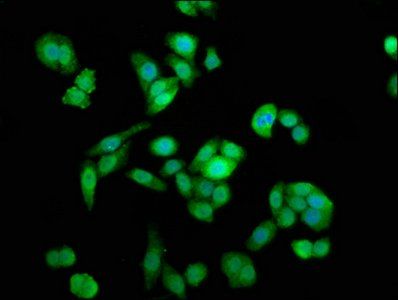 NAA38 Antibody