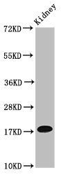 NAA38 Antibody
