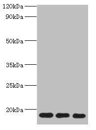 NAA50 Antibody