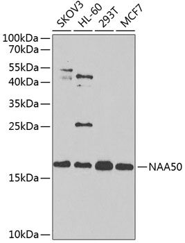 NAA50 antibody