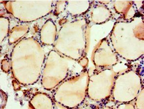 NAB2 Antibody