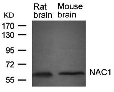 NAC1 Rabbit Polyclonal Antibody
