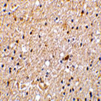 NADE Antibody