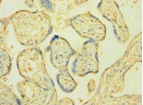 POR Antibody