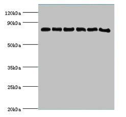 POR Antibody
