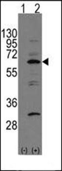 NAE1 (APPBP1) Antibody (C-term)
