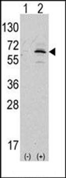 NAE1 antibody