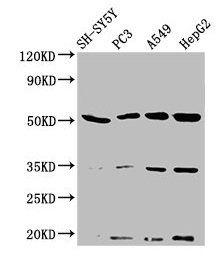 NAGPA Antibody