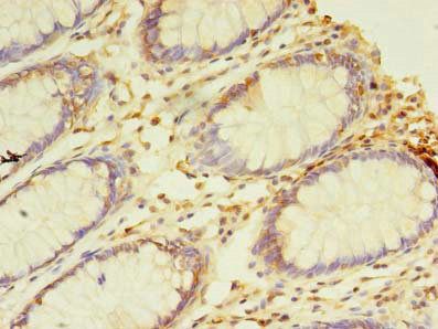 NAIF1 Antibody
