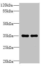 NAIF1 Antibody