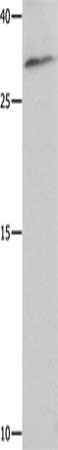 NAIF1 antibody