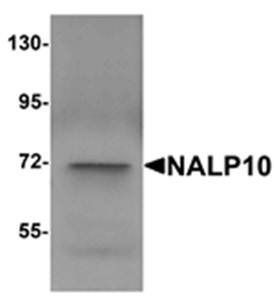 NALP10 Antibody