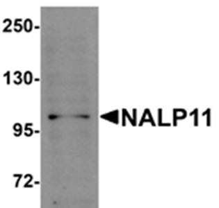 NALP11 Antibody