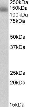 Goat anti-NALP2 / PAN1 Antibody