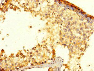 NANOG Antibody