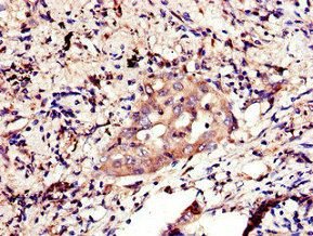 NANOG Antibody