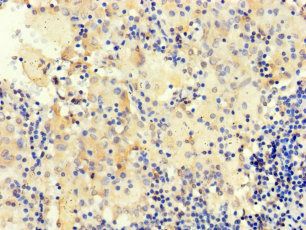 NANOG Antibody