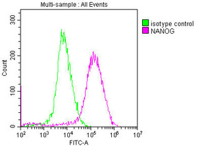 NANOG antibody