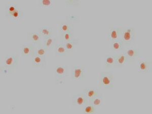 NANOG Monoclonal Antibody
