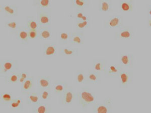NANOG Monoclonal Antibody