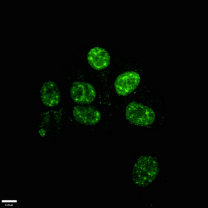 NANOG antibody