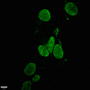 NANOG Monoclonal Antibody