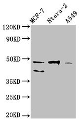 NANOG Monoclonal Antibody