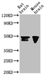 NANOG antibody