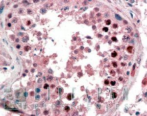 Goat anti-NANOG (C Terminus) Antibody