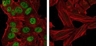 NANOG Antibody