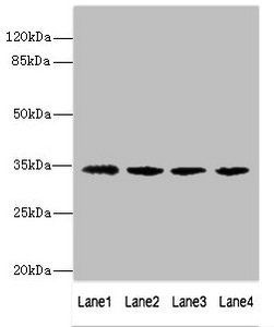 NANOGP8 antibody