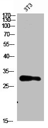 NANOS1 Antibody