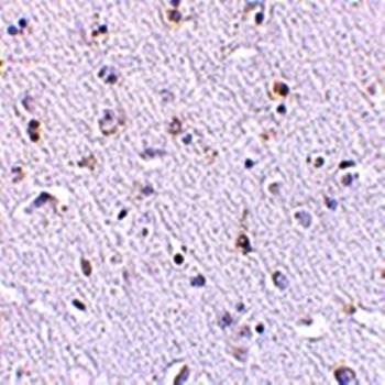 Nanos1 Antibody