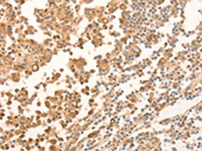 NAP1L1 Antibody