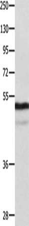 NAP1L1 Antibody