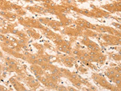 NAP1L1 Antibody